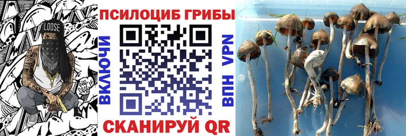 Псилоцибиновые грибы Psilocybine cubensis  Купить закладки  Ростов 